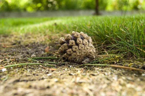 Pinecone Tendido Suelo Primer Plano — Foto de Stock