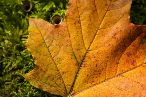 Geel Oranje Esdoornblad Closeup — Stockfoto