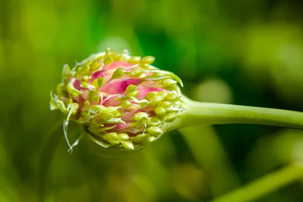 Garlic flower on green background - closeup