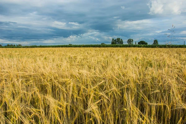 Korn Fältet Träd Horisonten Och Molnig Himmel Landsbygdens Visa — Stockfoto