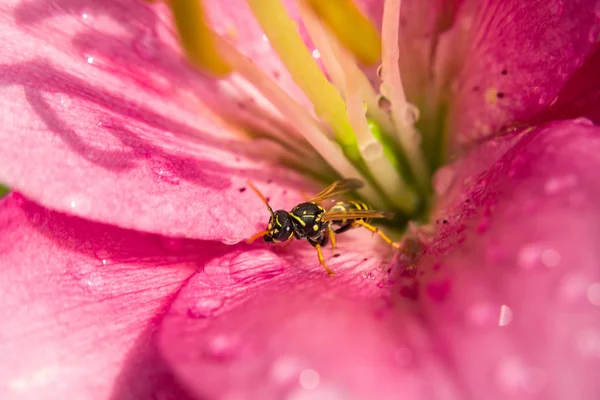 黄蜂在粉红色的百合花中间 宏观视图 — 图库照片