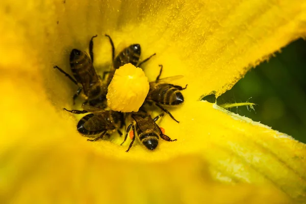 Las Abejas Recogen Néctar Una Flor Calabaza Vista Cerca — Foto de Stock