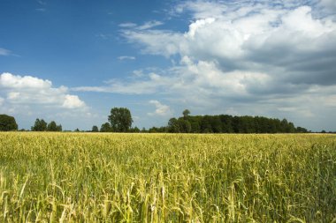 Tahıl, ağaçlar ve bulutlar