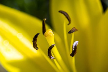 Lily çiçek stamens