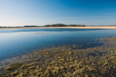 Bataklık vahşi çayır ve orman ufukta