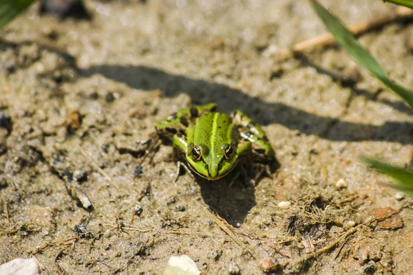 濡れた砂の緑のカエル — ストック写真