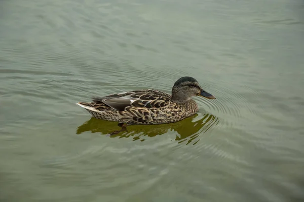 Eine Stockente Die Wasser Schwimmt Weiblich — Stockfoto