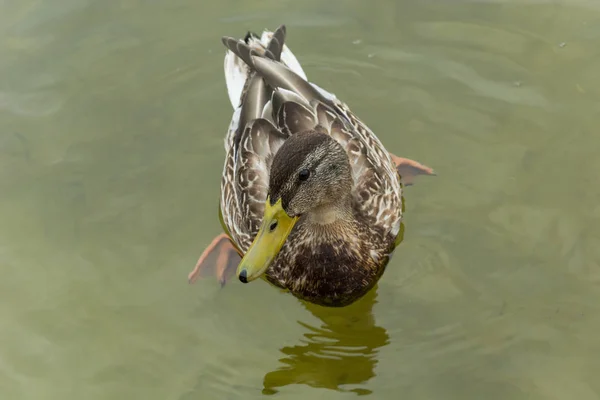 Looking brown female mallard duck - closeup