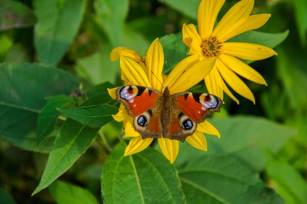 Европейская Павлинья Бабочка Сидит Большом Желтом Цветке Крупным Планом Бабочке — стоковое фото