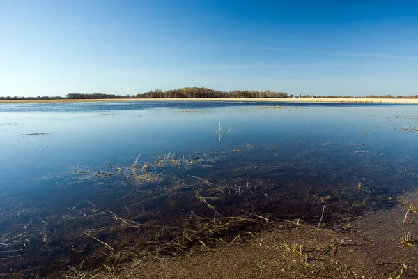 Wetlands Bos Horizon — Stockfoto