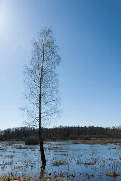 Tek huş ağacı ve bataklık
