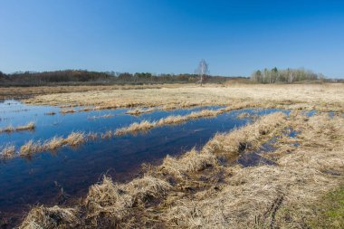 Vahşi bir çayır üzerinde su