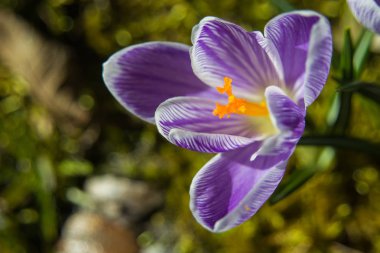 Çiğdem çiçek - Üstten Görünüm