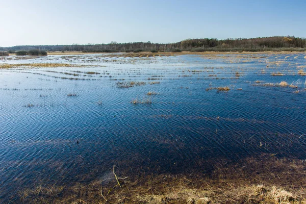 Water flooded wild meadows and forest