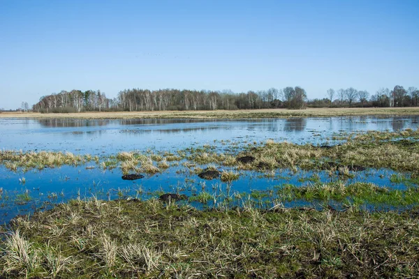 Water Meadow Forest — Stock Photo, Image