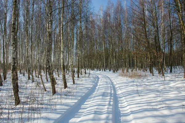 Strada Forestale Inverno — Foto Stock