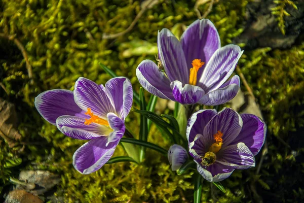 グループの紫色のクロッカスの花 — ストック写真