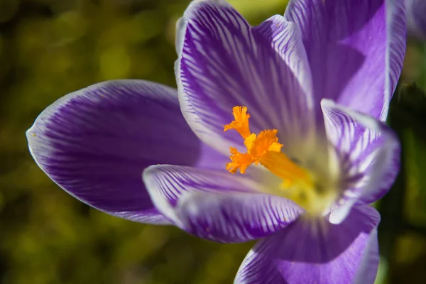 単一のクロッカスの花のクローズ アップ — ストック写真