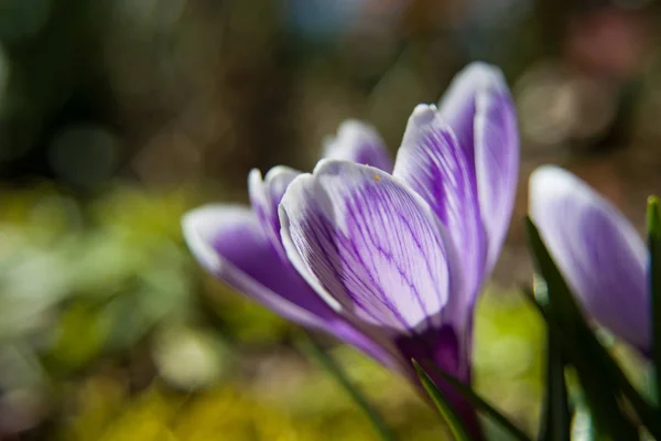 単一の紫色のクロッカスの花 — ストック写真