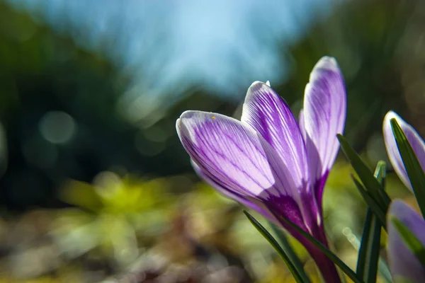 クロッカスの花 側面図 — ストック写真