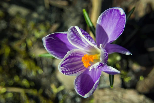 Flor Azafrán Día Soleado Macro —  Fotos de Stock