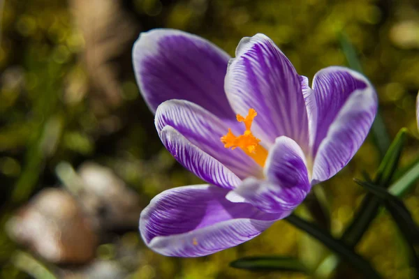 Violett Krokus Blomma Närbild — Stockfoto