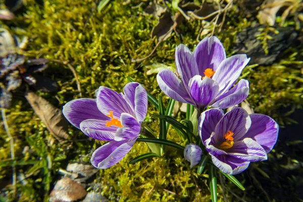 つのクロッカス紫花 — ストック写真