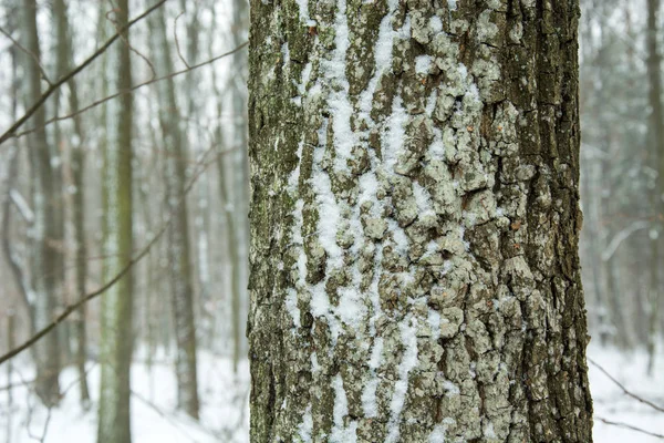 Batang pohon yang tertutup salju di hutan — Stok Foto