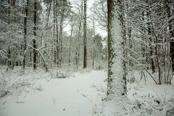 Estrada coberta de neve e floresta — Fotografia de Stock