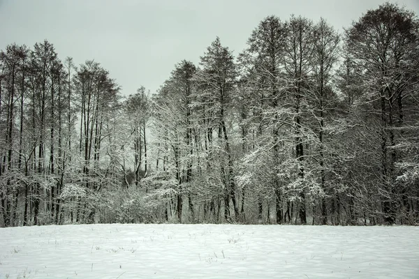 Το πεδίο και το δάσος που καλύπτονται με χιόνι — Φωτογραφία Αρχείου