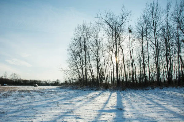 Sole dietro alberi e ombre sulla neve — Foto Stock