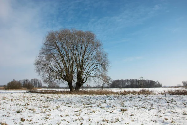 Big willow drzewa i śnieg na łące, horyzont i niebieski niebo — Zdjęcie stockowe