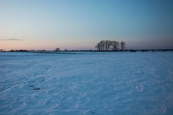 Schneedünen auf dem Feld und Bäume am Horizont — Stockfoto