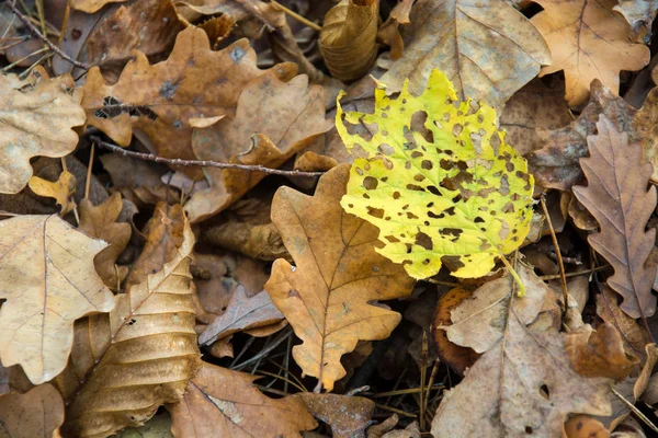 Geel blad met gaten en bruin eikenbladeren — Stockfoto