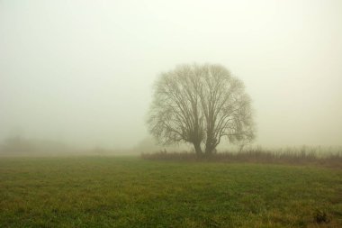 Sis bir çayır büyüyen büyük söğüt ağacı