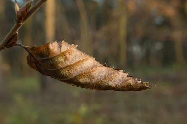 Brown spiraalsnoer herfst blad — Stockfoto