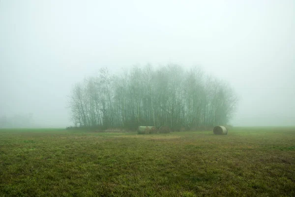 Grupa drzew - zagajnik w mgle rosnące na łące — Zdjęcie stockowe