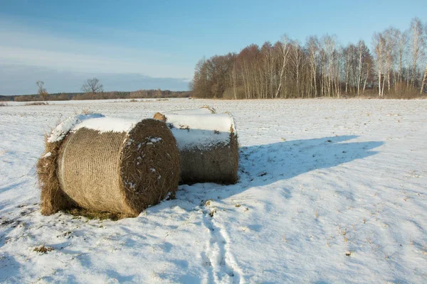 Hooibalen, bos en veld bedekt met sneeuw, wolk op sky — Stockfoto