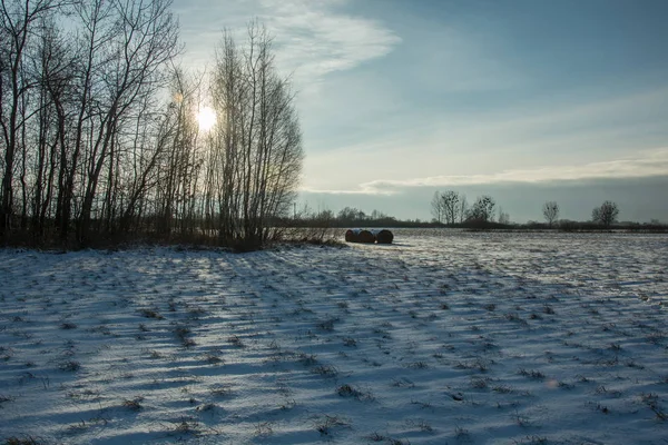 Sole dietro la foresta e il campo coperto di neve — Foto Stock