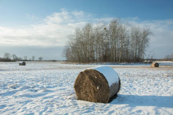 Le balle di fieno che si trovano su un campo coperto dalla neve, un bosco ceduo e una nube su un sk — Foto Stock