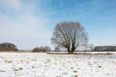 Büyük willow ve alan, ufuk ve mavi gökyüzü kar