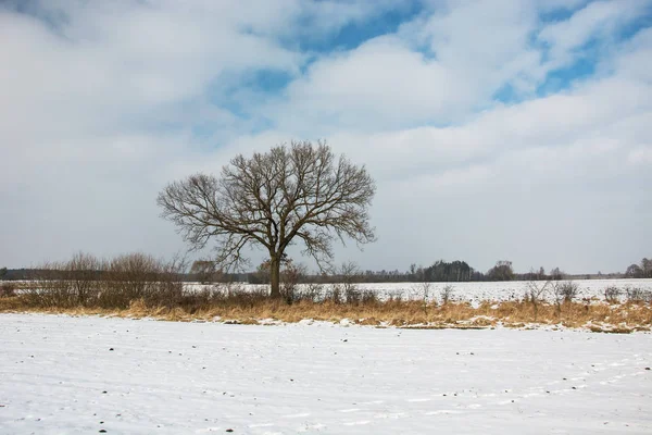 Grand chêne, neige et nuages blancs sur le ciel — Photo