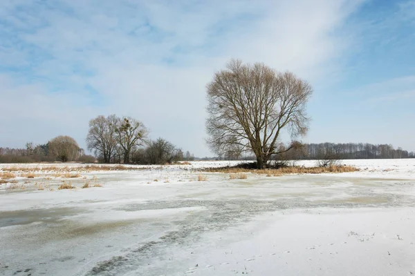 Drzewa i śnieg na łące, horyzont i niebieski niebo — Zdjęcie stockowe