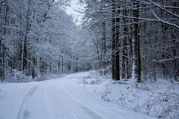 Route enneigée à travers la forêt mystique — Photo