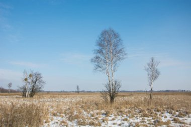 Huş ağaçları bir çayır kuru otlar, kar ve mavi gökyüzü ile üzerinde