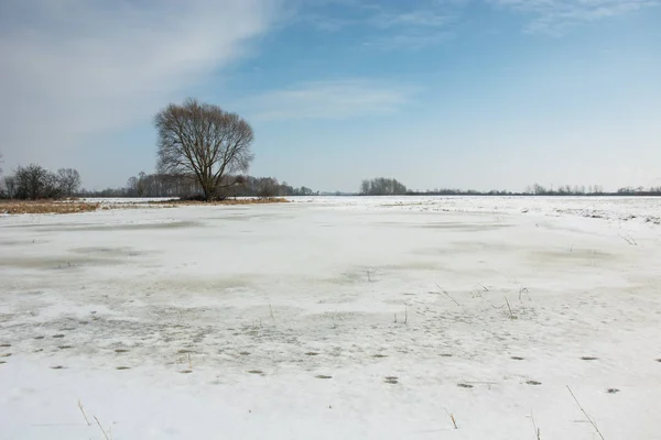 Nieve en el campo y un gran árbol solitario — Foto de Stock