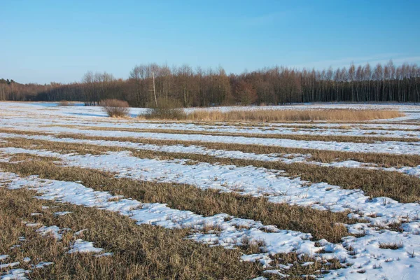 Sciogliere la neve sul campo. Foresta e cielo — Foto Stock