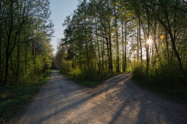 Güneşin aydınlatıldığı ormana iki yol