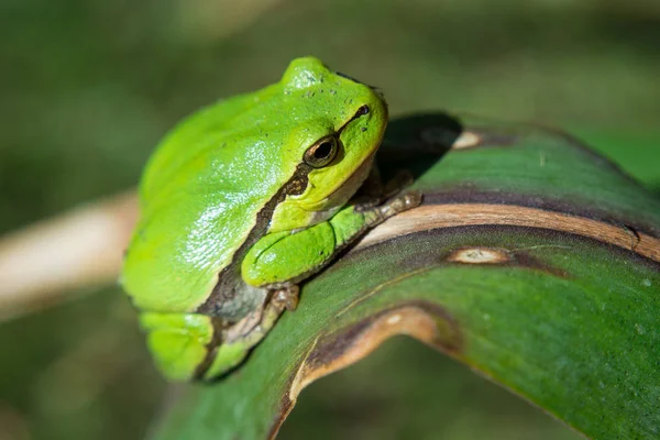 Jolie grenouille européenne est assise sur une feuille — Photo