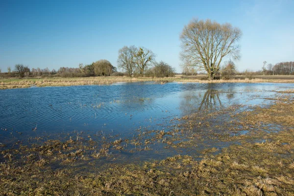 Ein großer Baum im Wasser auf einer überfluteten Wiese nach Regen — Stockfoto